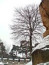 Helfenburk u Úštěku, Strom na nádvoří